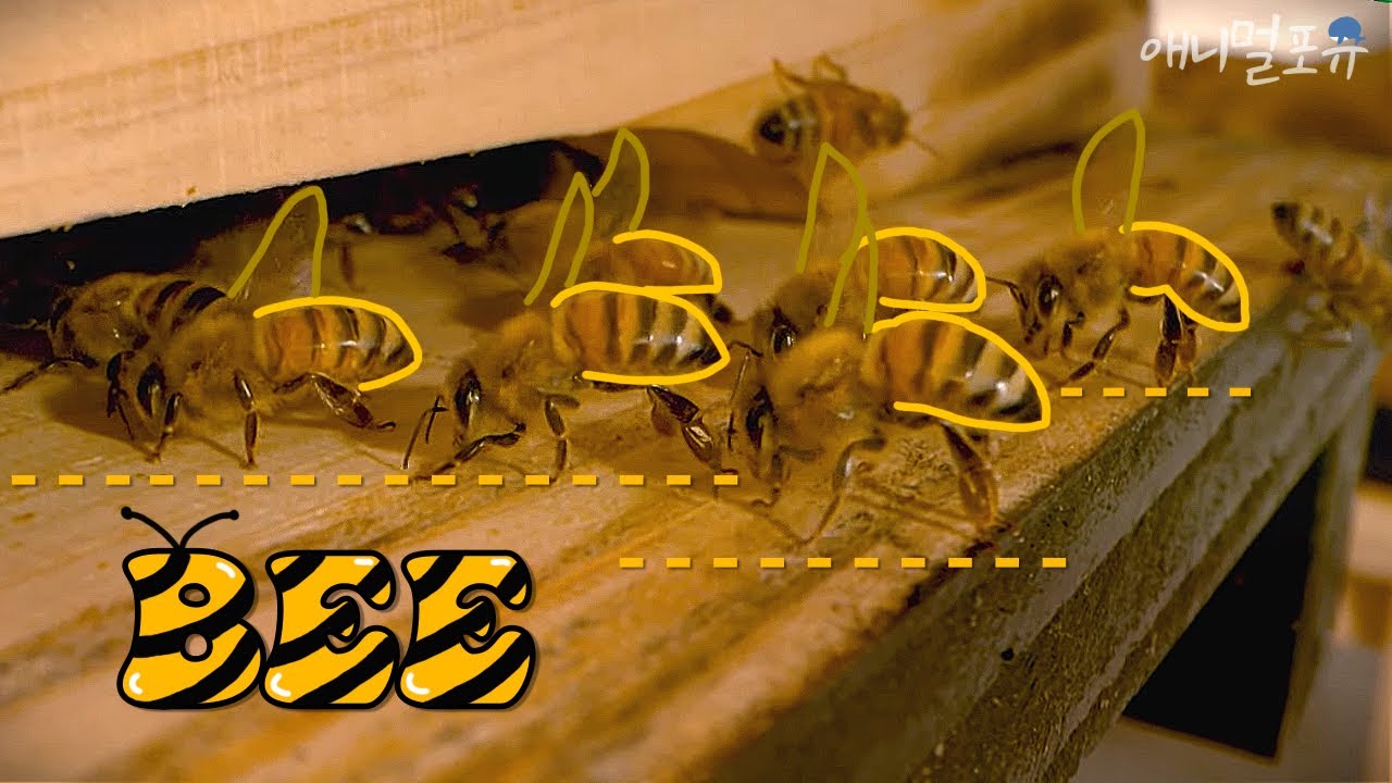 🐝🐝비의 칼군무🐝🐝 여왕벌 밑으로 다 모엿!!! 춤으로 대화하는, 여왕벌 미미만 벌들의 계급과 분업 사회!!!ㅣKBS 210826 방송