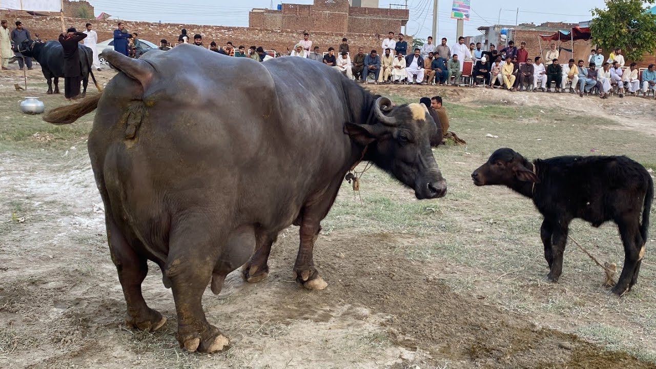 Heavy Milker Buffaloes 31.520 Kg Milk Record  Fsd Nili Ravi Buffalo Milk Competition #buffalo #cow