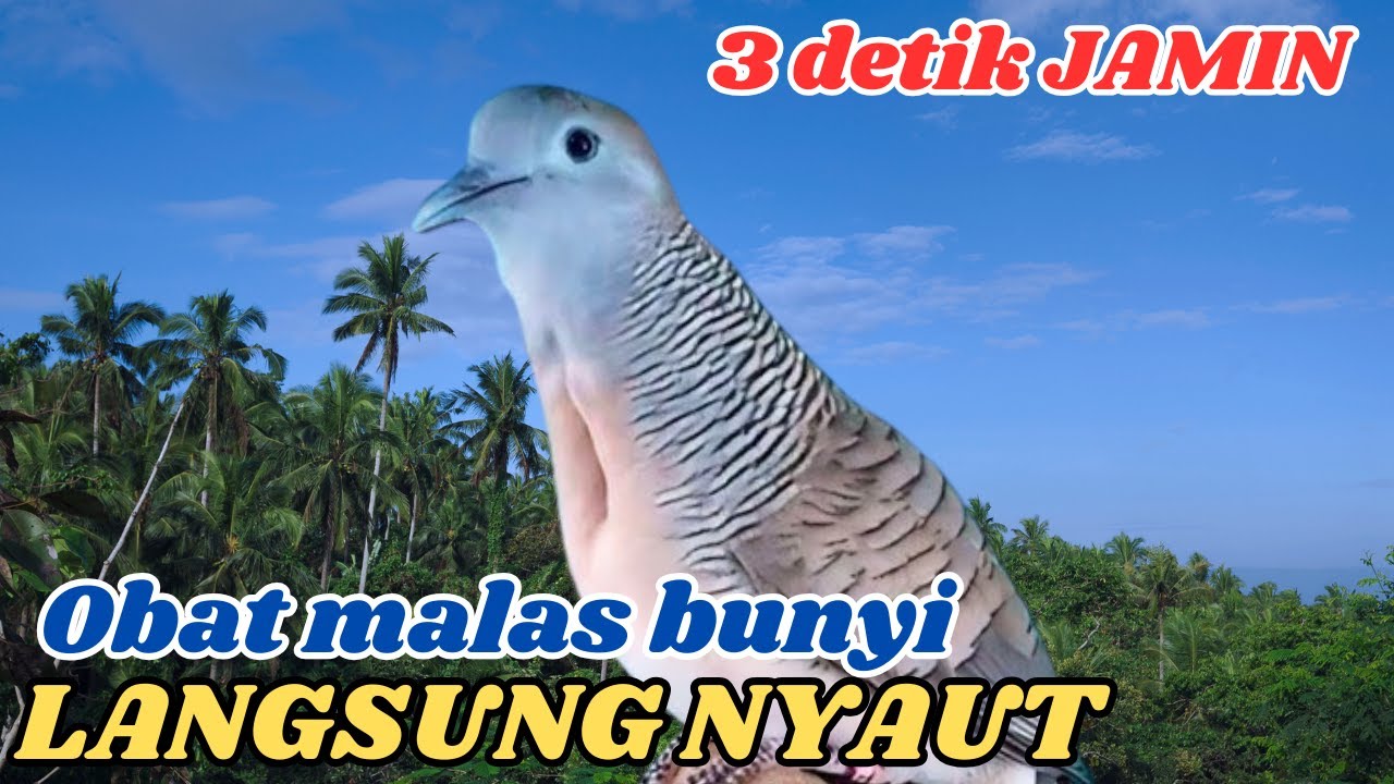 Suara Perkutut Lokal Gacor Merdu Bikin Tidur Lebih Nyenyak