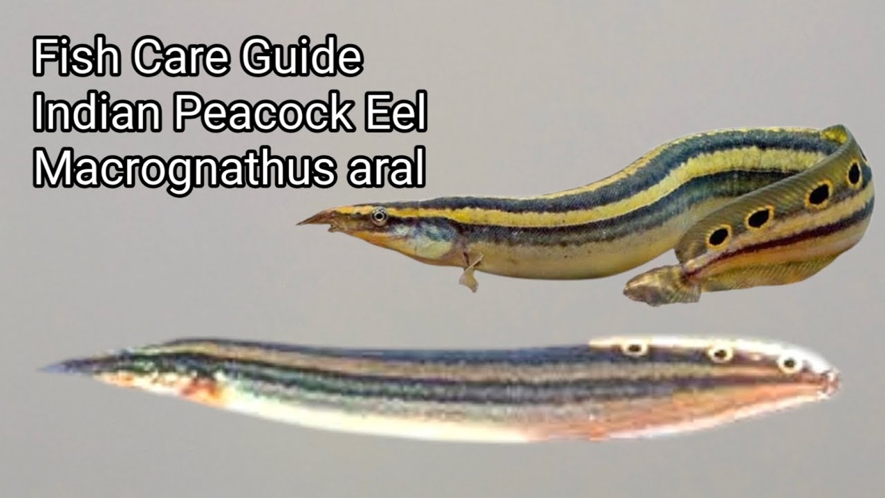 Indian Peacock Eel (Macrognathus aral) Care Guide