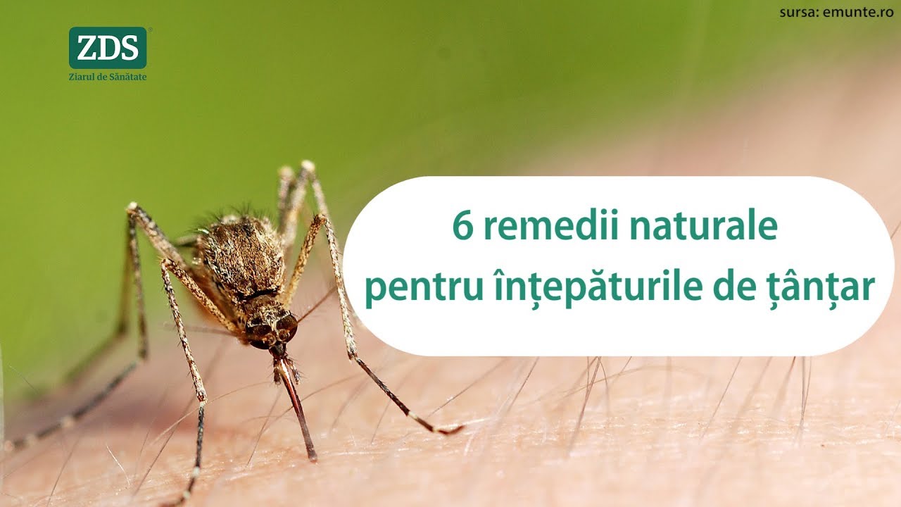 6 remedii naturale pentru înțepăturile de țânțar