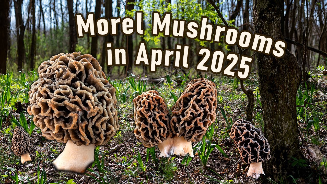 Morel Mushroom Hunting in Early April 2025