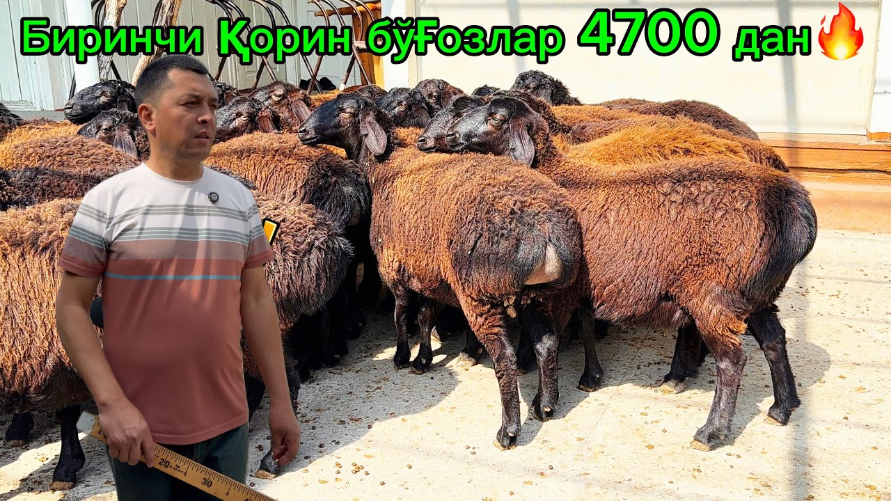 90см бўли йирик егизчи бўғоз қўйлар🔥