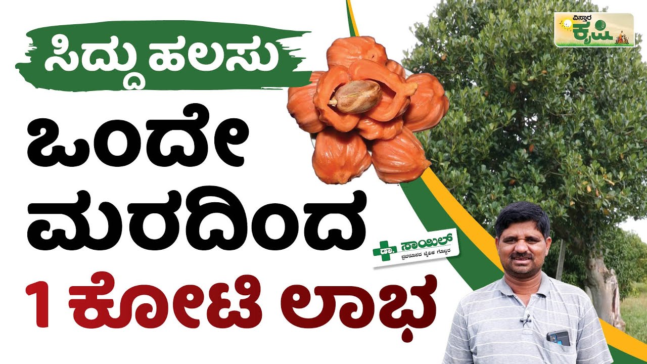 ಸಿದ್ದು ಹಲಸು ಬೇಸಾಯದಲ್ಲಿ ಎಕರೆಗೆ ಎಷ್ಟು ಖರ್ಚು.? | | Vistara Krishi | Jackfruit Farming | Siddu jackfruit