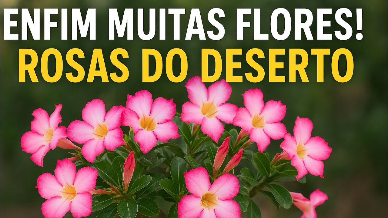 Enfim Muitas flores! Veja como estão agora as minhas Rosas do deserto! 