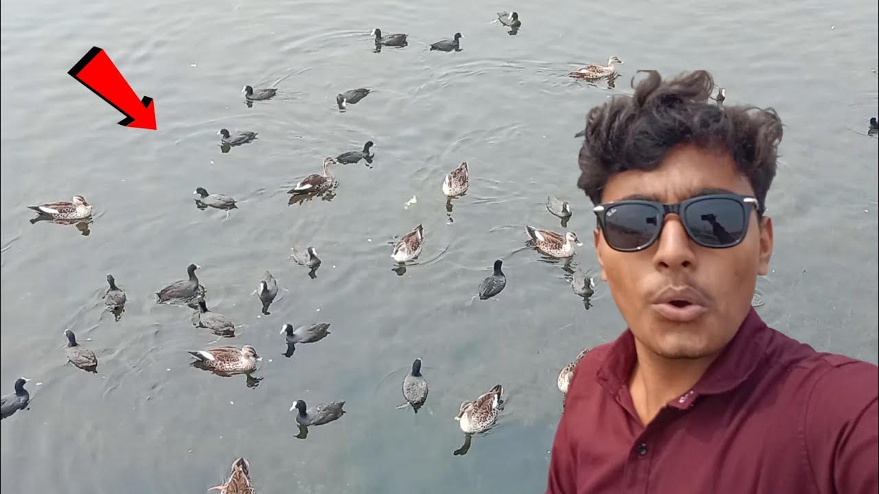 Ye kya 🦆 l इतने सारे बत्तख l Vlog l ye kaha Agaye  #Vlog #duke  #water 