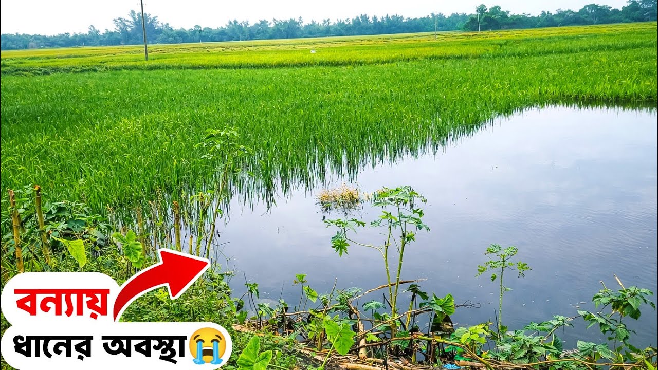 বৃষ্টির পানিতে অনাকাঙ্খিত বন্যা 🥺 Sohag Kakku #flood #rain #farming
