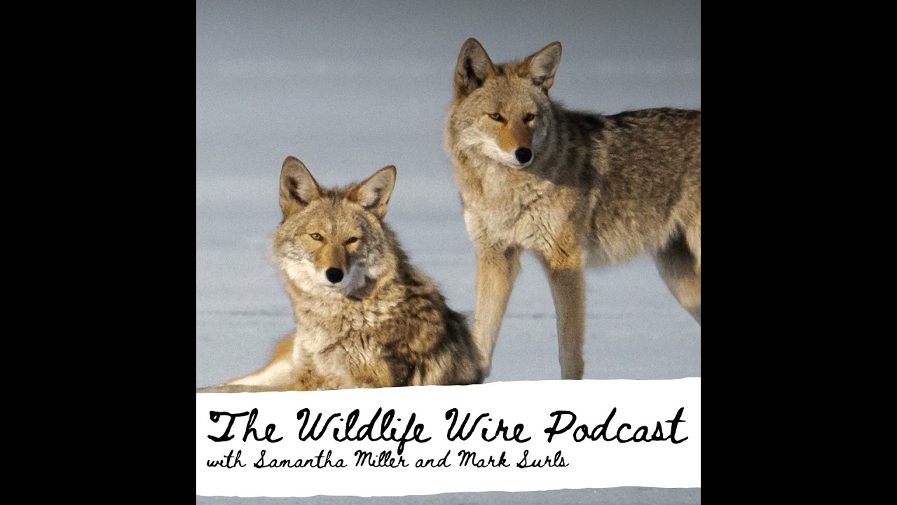 Private cows, public land, and a museum through time w/Keegan Kuhn