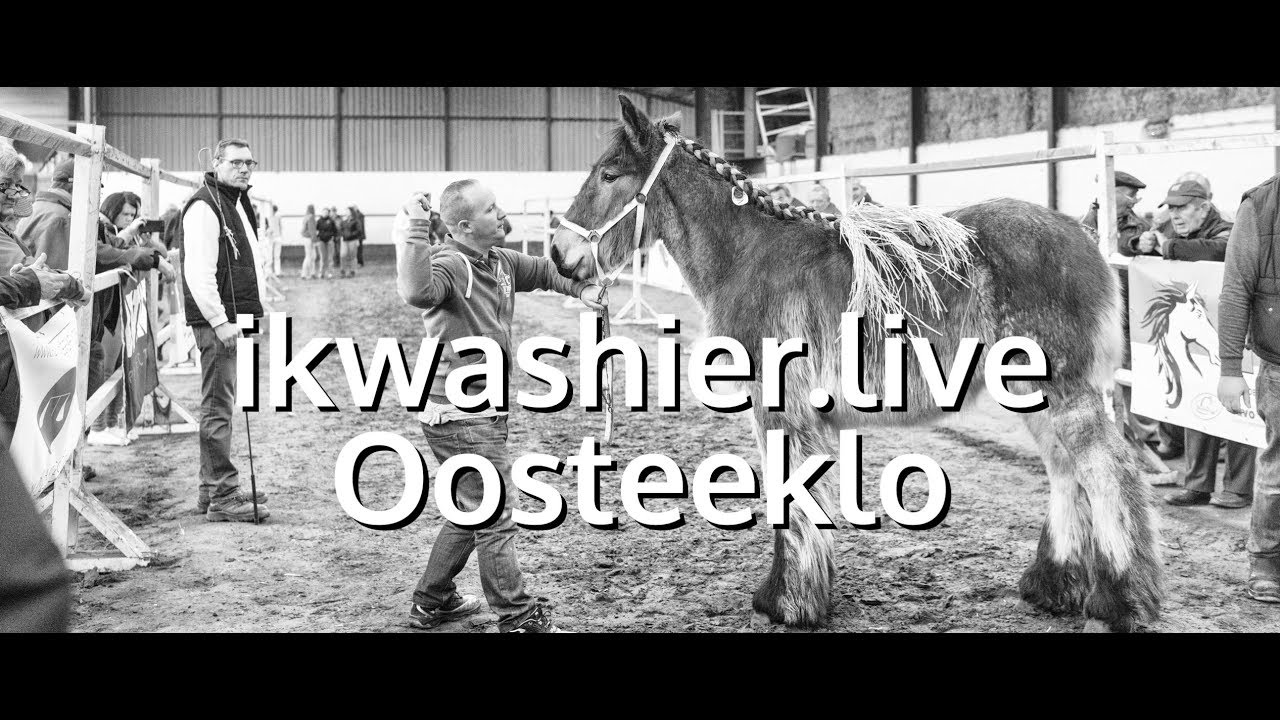Belgian Draft Horse / Belgische Trekpaarden op 3e Veulenprijskamp VOT - ikwashier.live in Oosteeklo