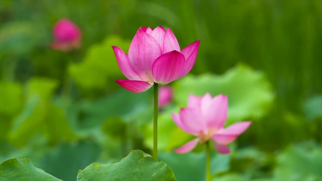 Début de la création