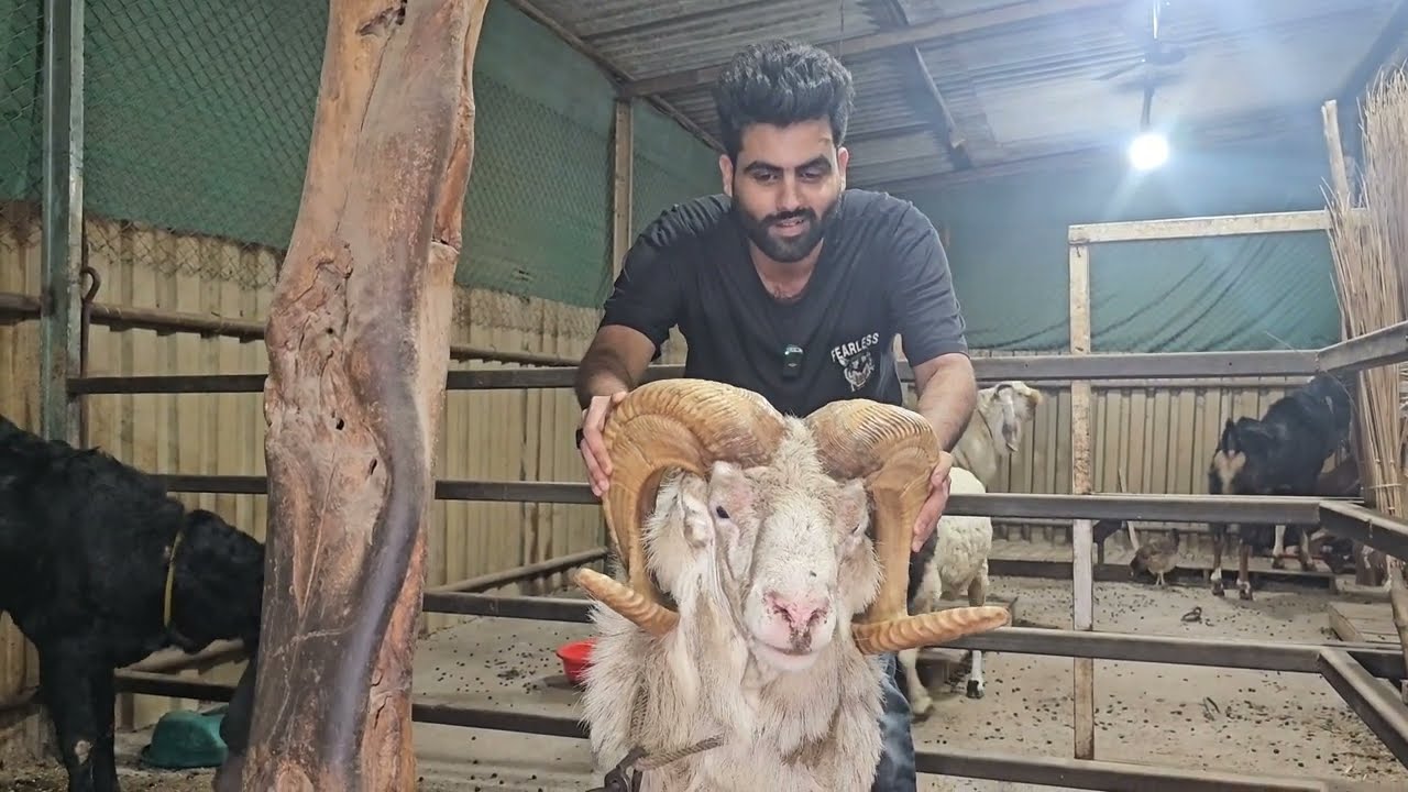 First time on Indian YouTube || Al Mehtab Goat Farm