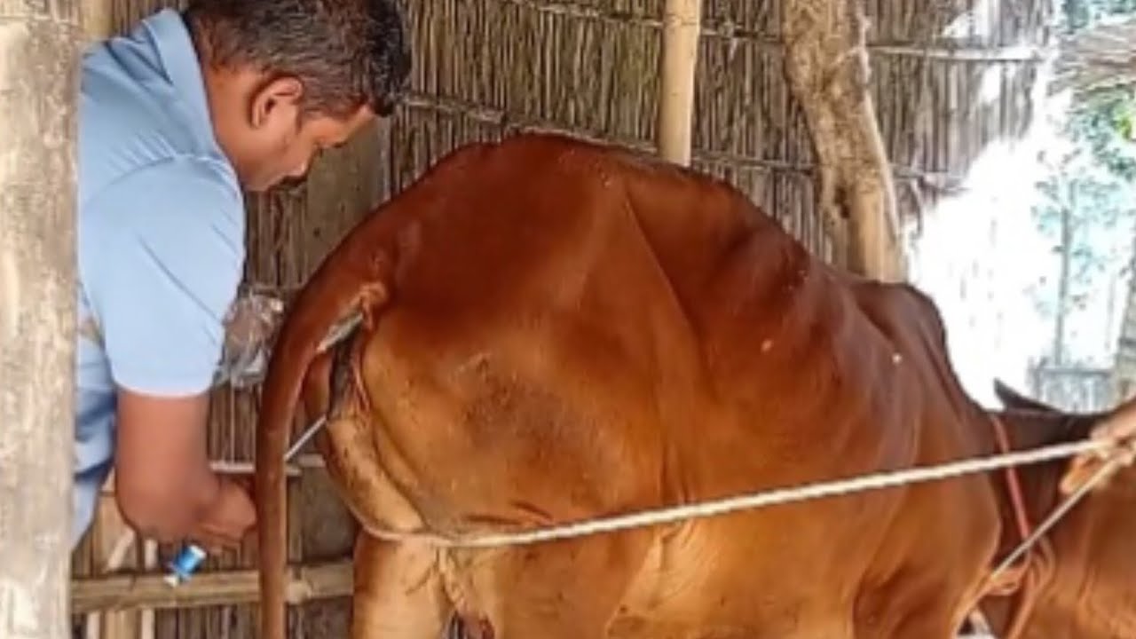 দেশী গরুতে শাহীয়াল সিমেন দিলে খামারি লাভ করতে পারবে?