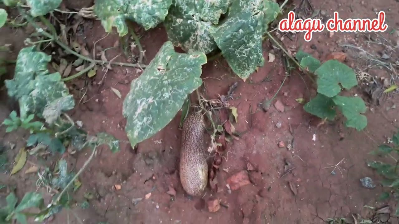🐜🐜எறும்பு குழி தொல்லை தாங்க முடியல🐜🐜#home  #vlog#tamil #alagu #tamil 
