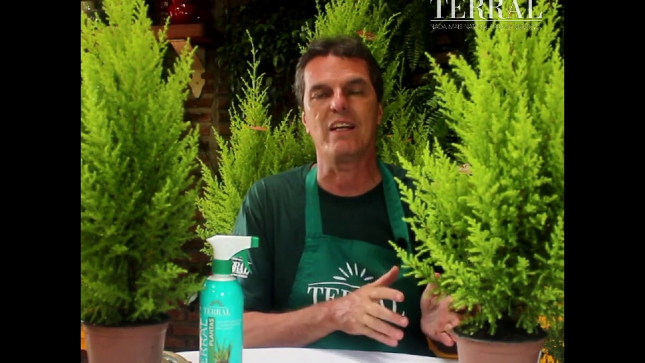 Cuidados com seu pinheiro de Natal - Terral Jardinagem