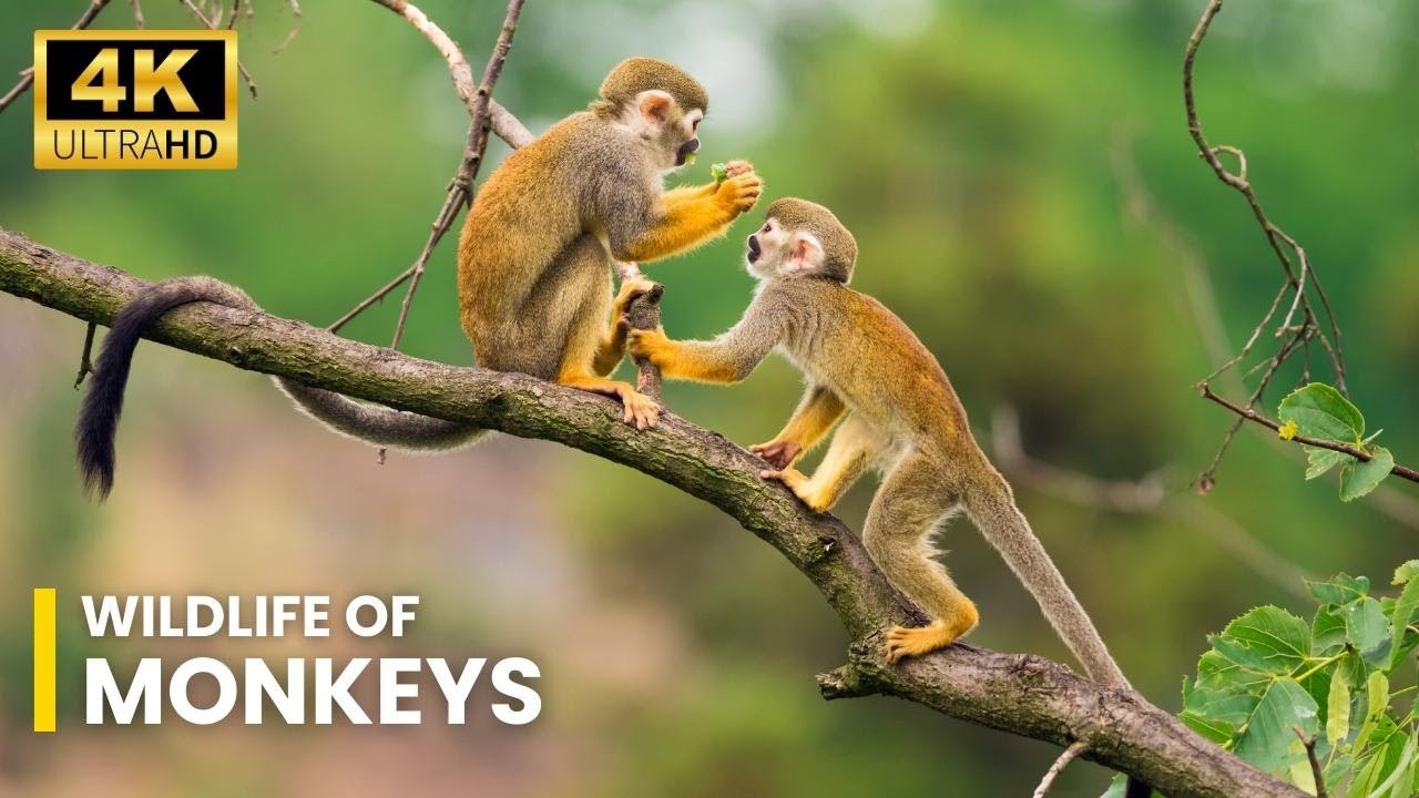 Wildlife Of  Monkeys  | Ultra HD net geo wild documentary | wildwide life