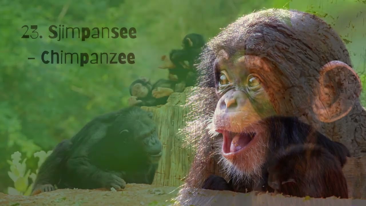 100 Diere Nr  2