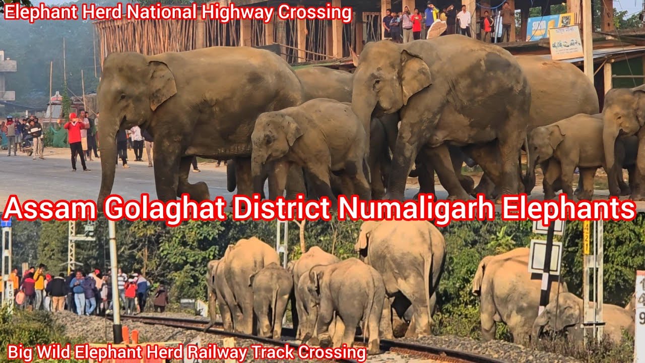 Big Wild Elephant Herd Morning Time Railway And National Highway Crossing  #elephant #wildlife 