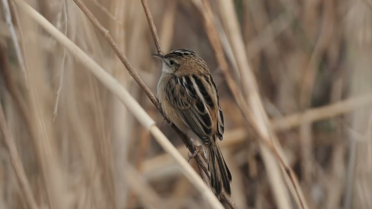 かわじまハクチョウ　現場の他鳥　セッカなど