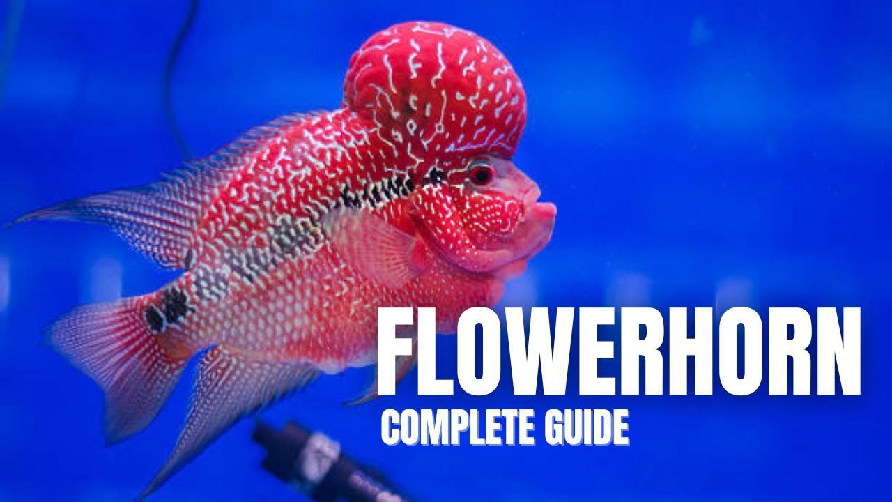 EVERYTHING ABOUT FLOWERHORN FISH | DETAILED CARE GUIDE
