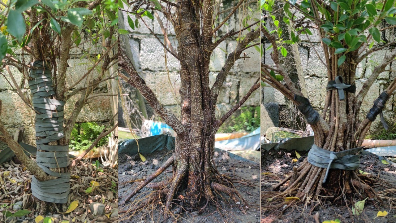 VLOG #30: Amazing technique in Fusing Microcarpa. NO MARKING LEFT BEHIND BARKS.