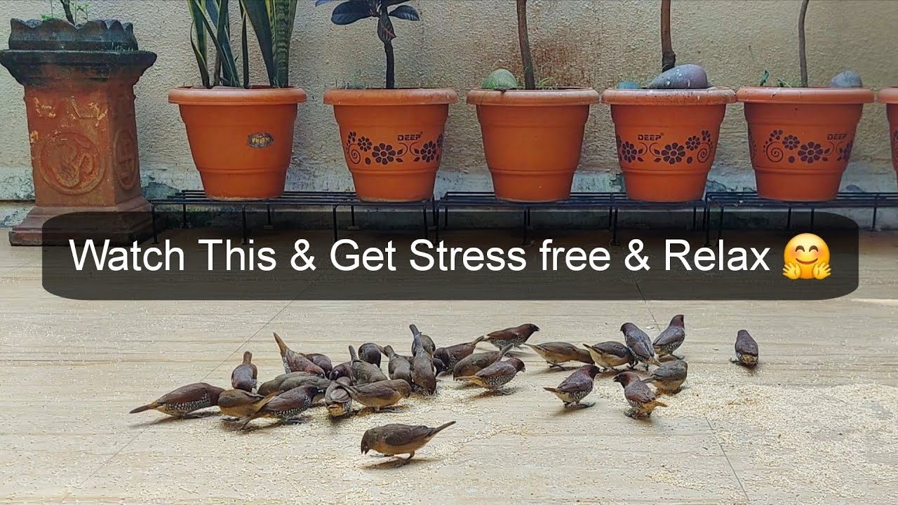 Get Stress free & Relax 🤗👍 | #birdsfeeder #terracegargen #birelover #animallover 