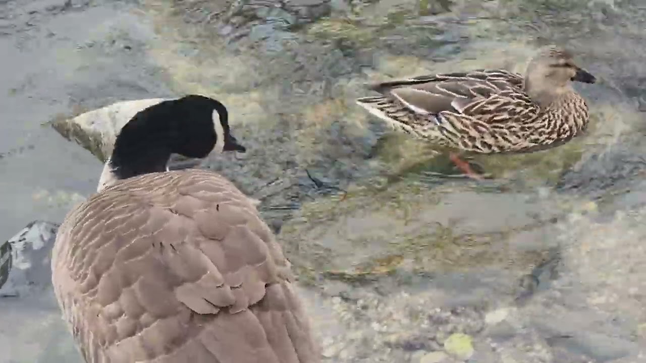 Uno🦢s patos que almirar miralo completo y entenderas 🪽por el por que 🦆#videodeldia 🦢#paisaje 