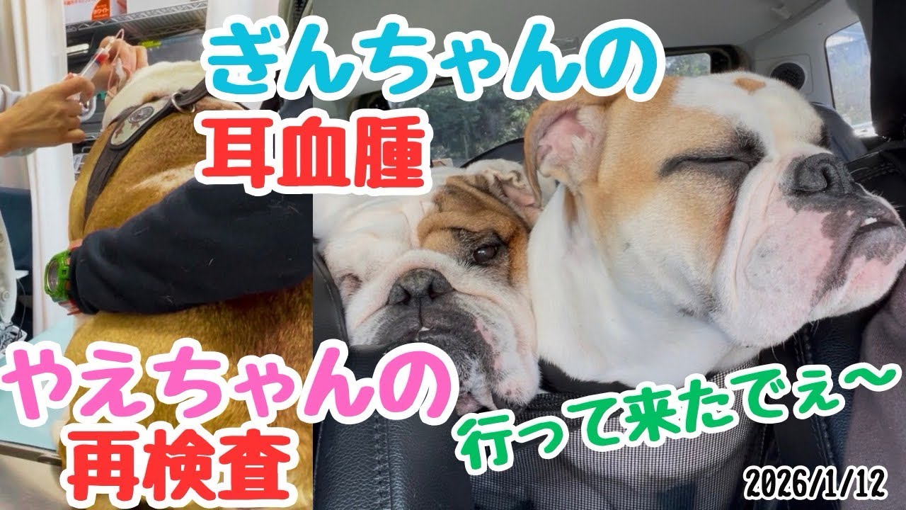 ぎんちゃんの耳血腫　やえちゃんの再検査　行って来たでぇ〜