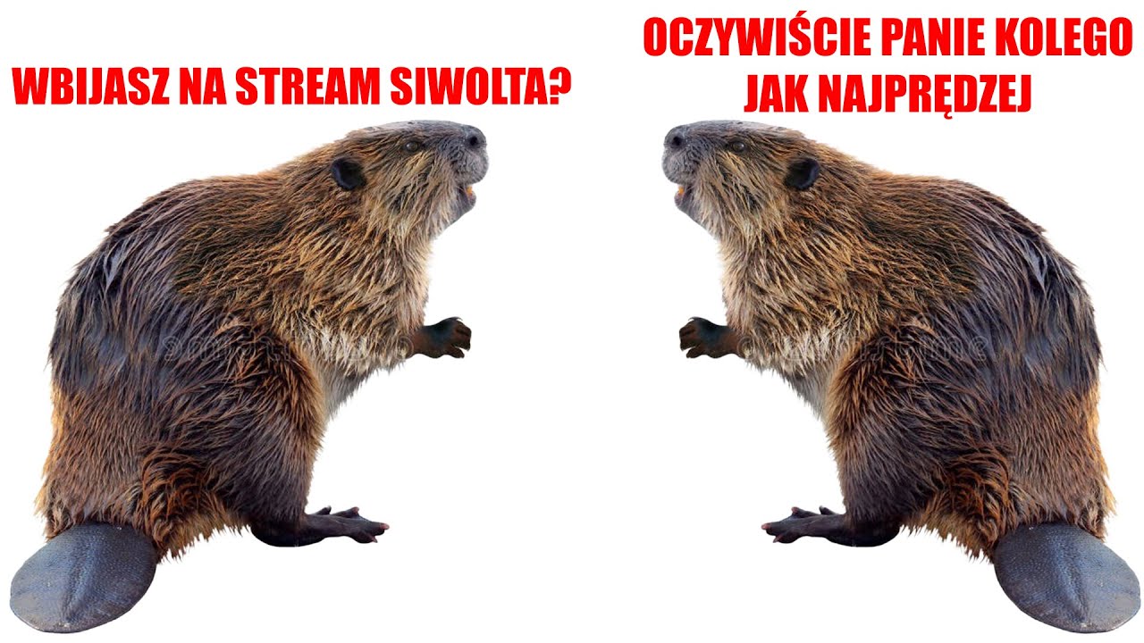 Festiwal DEM i ŚMIECHU | STREAM