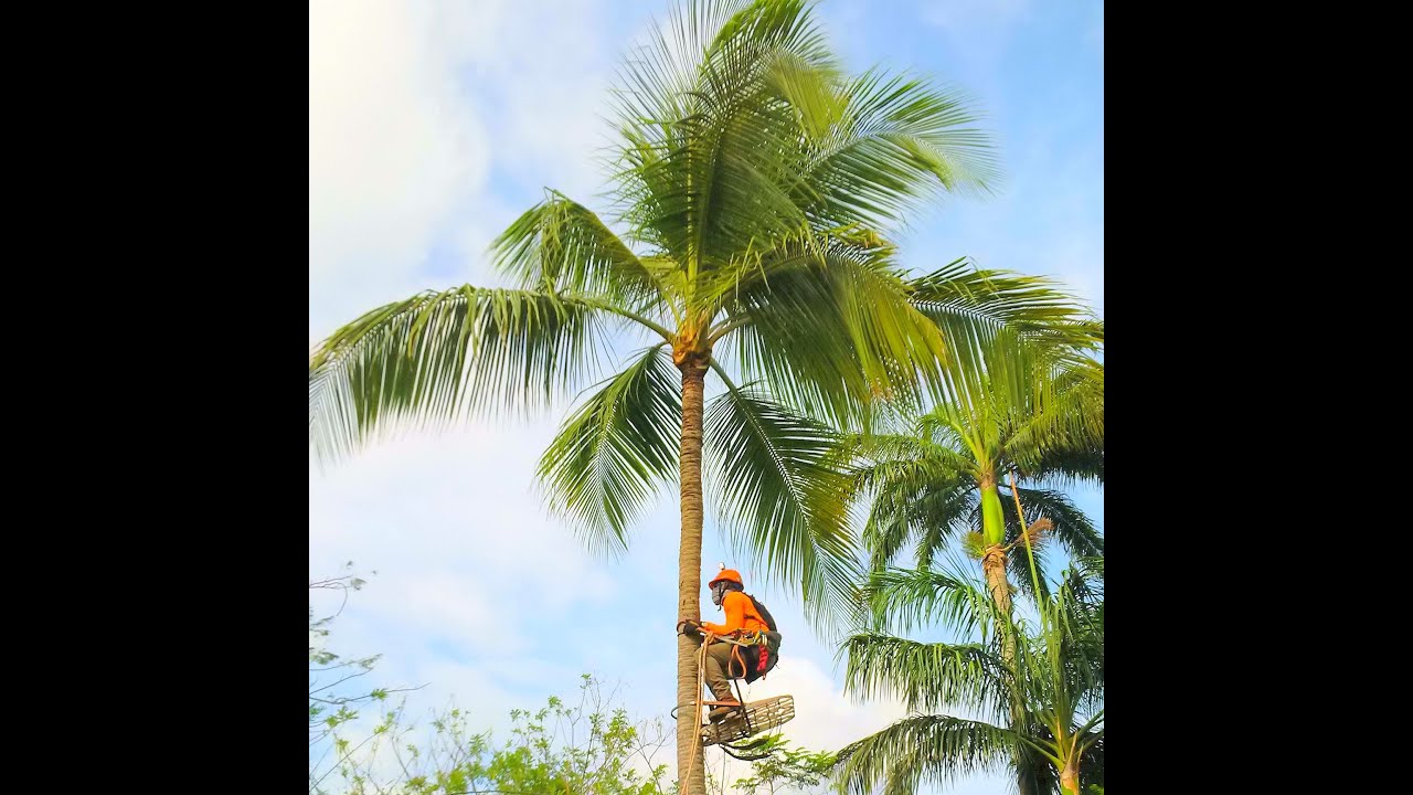 HOW TO TRIM A COCONUT/PALM TREE SPIKELESS
