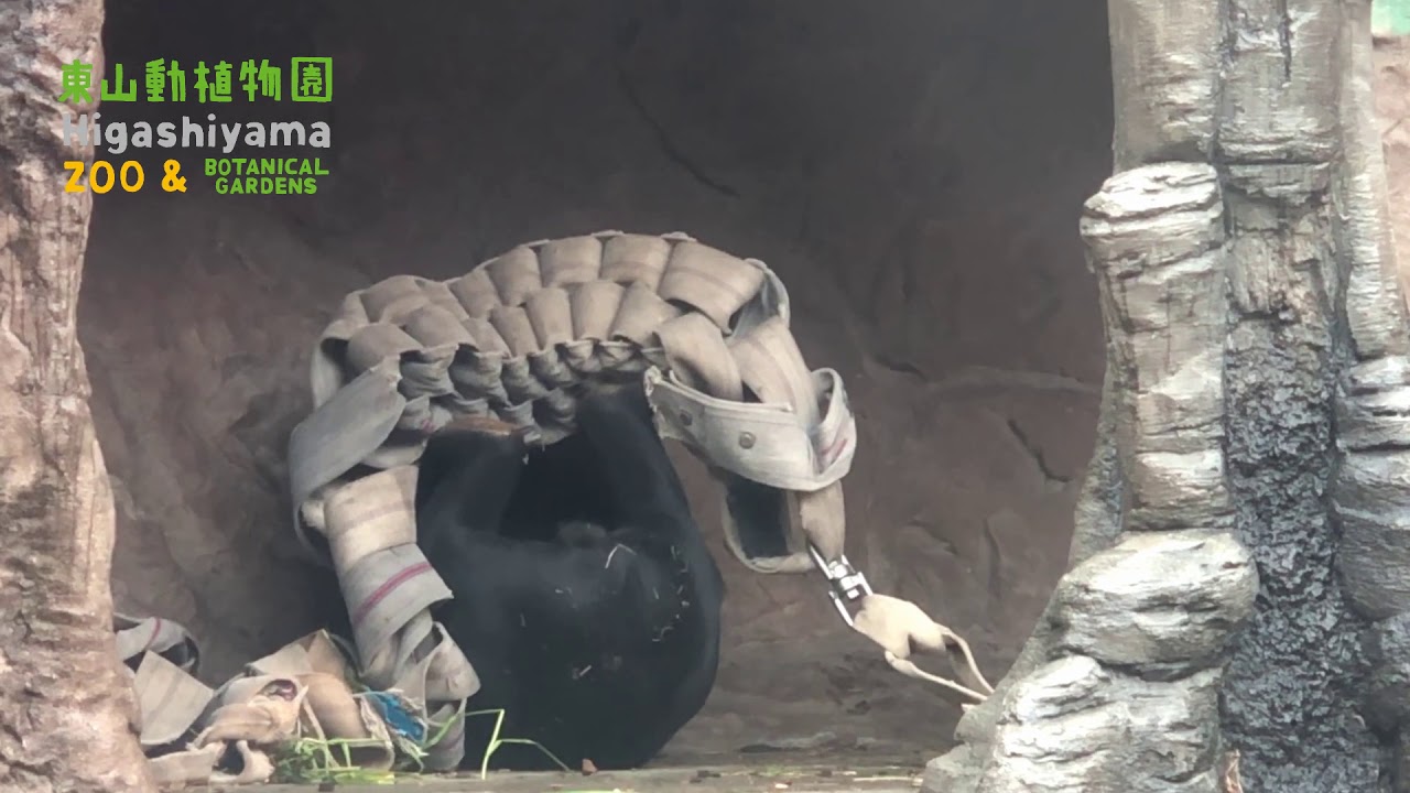 【東山動植物園公式】今日のマーチン《 マレーグマ　クマ 》