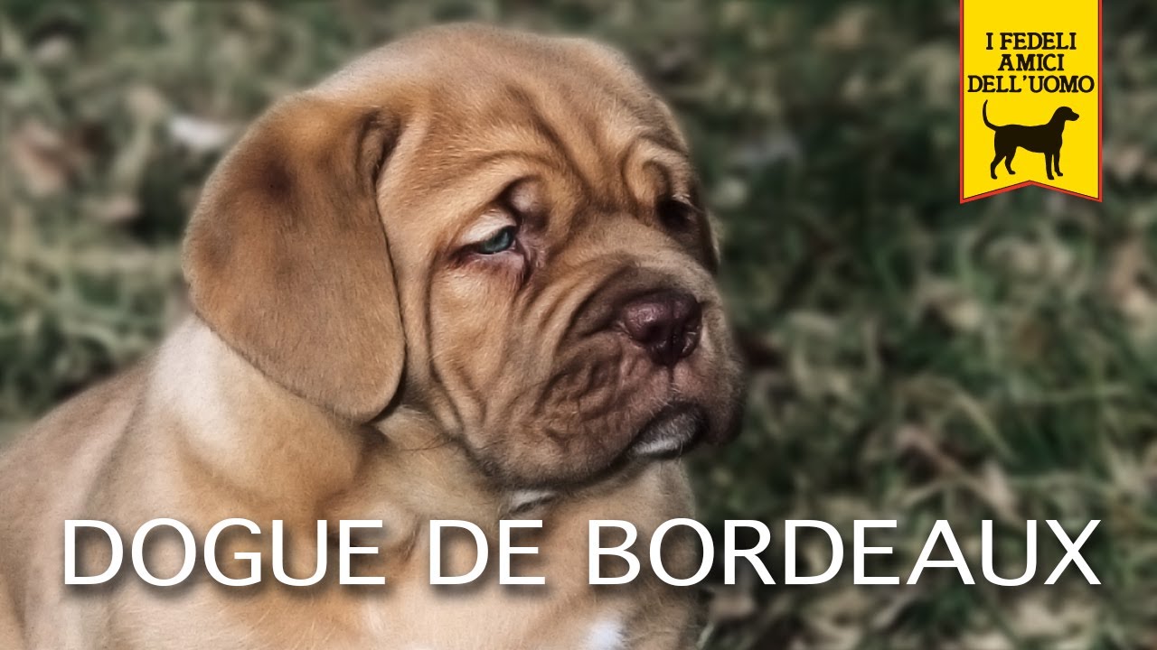 DOGUE DE BORDEAUX trailer documentario