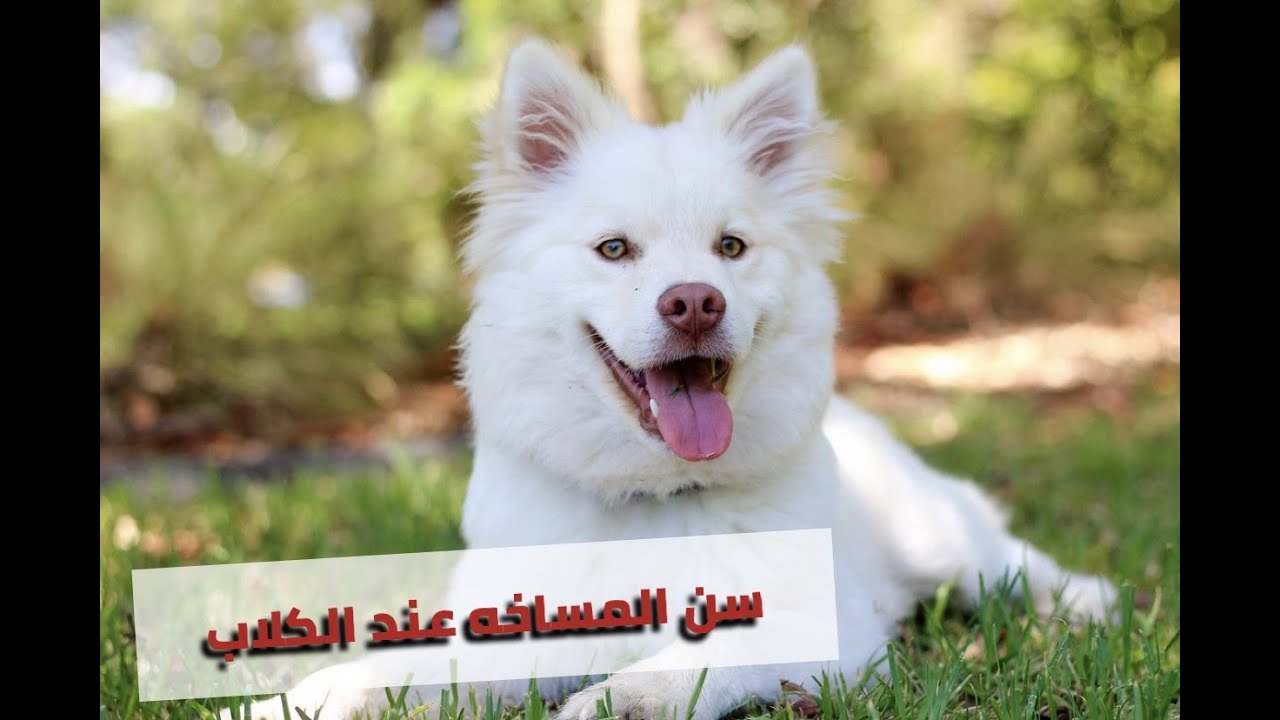 معلومات عن سن المساخه عند الكلاب