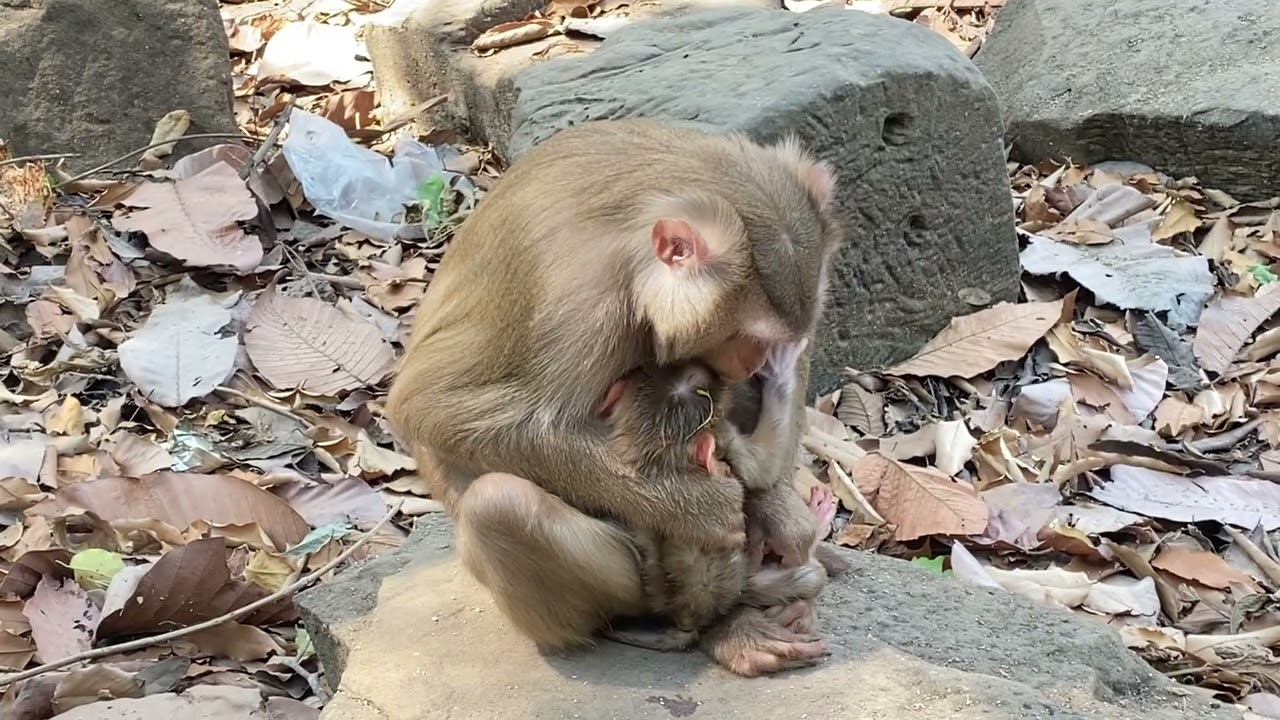 Lovely monkey 