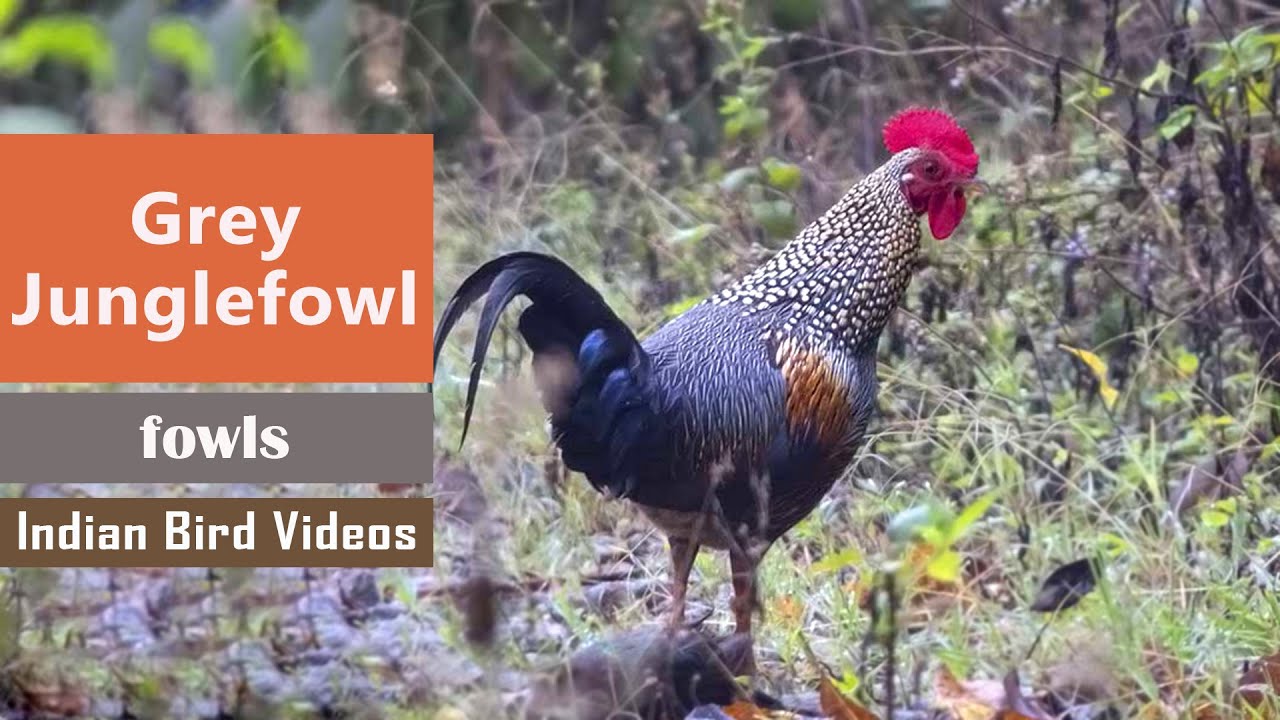 Grey Junglefowl - Gallus sonneratii