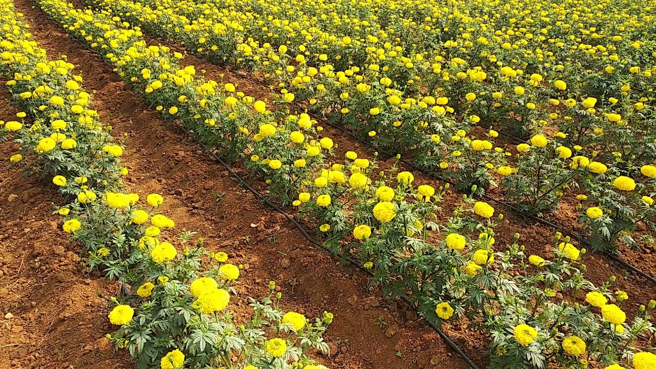 50 days Marigold (Chendu Huvva) ready for harvest