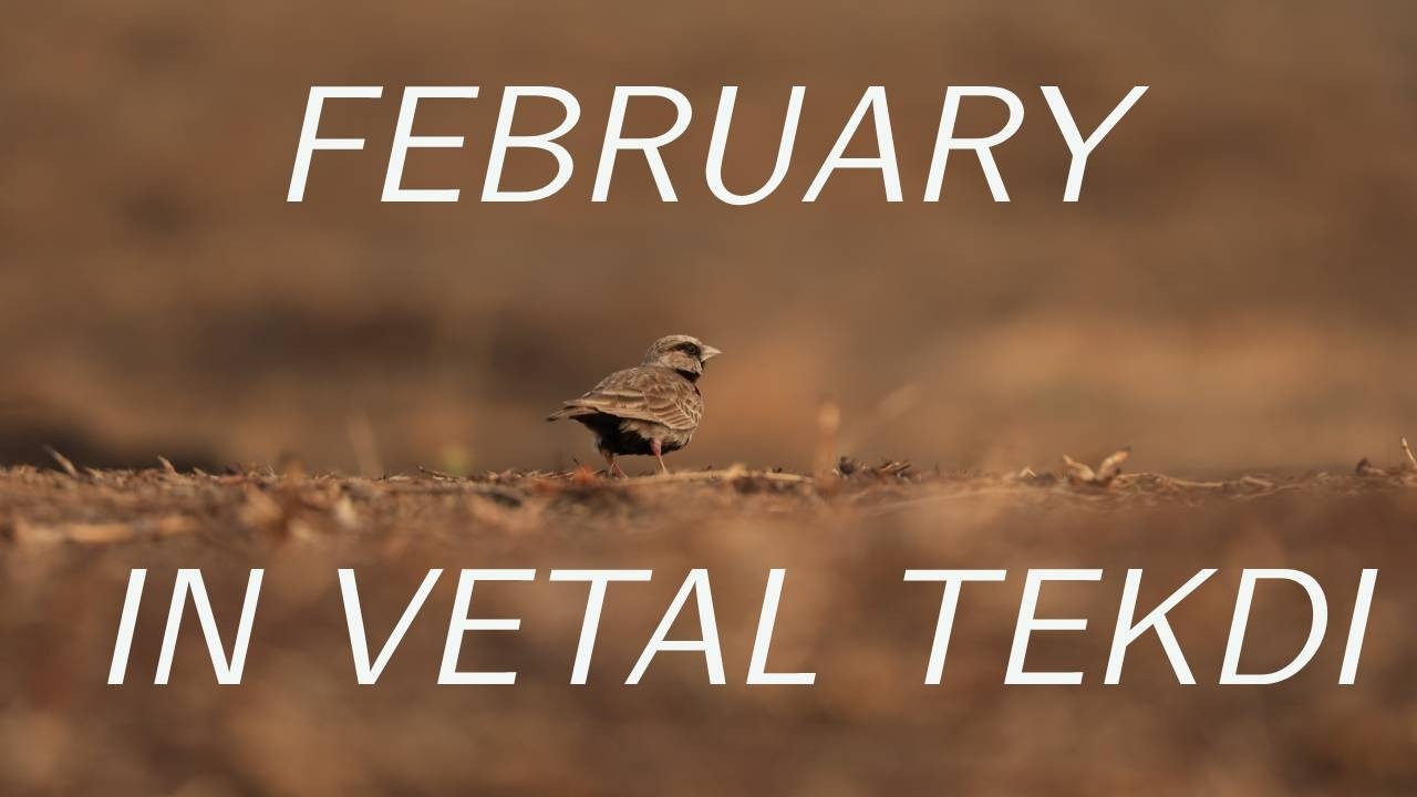 FEBRUARY IN VETAL TEKDI - EVERY MONTH IN VETAL TEKDI
