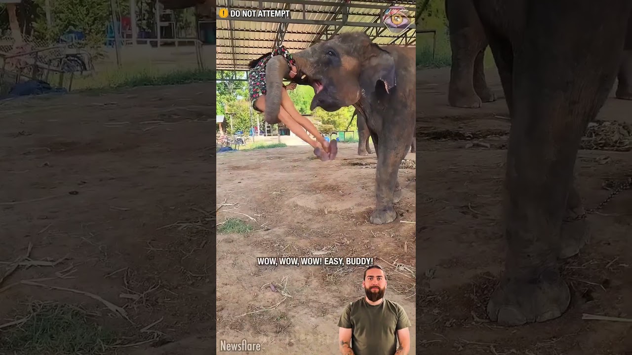 Elephant Freaks Out 🐘 Shocking Moment Caught on Camera 🎥