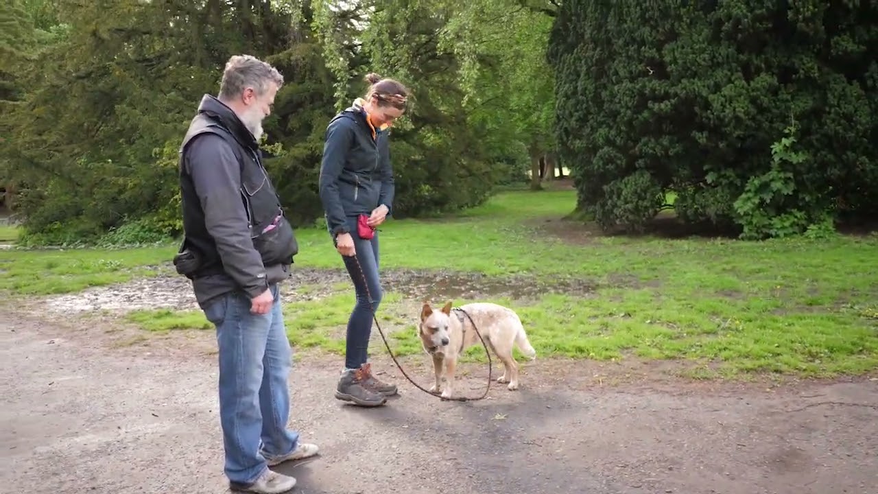 Dog -dog on leash greeting