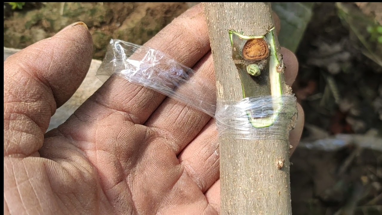 “万能”嫁接法实现1棵无花果结6种果子4种色彩，详细过程全分享