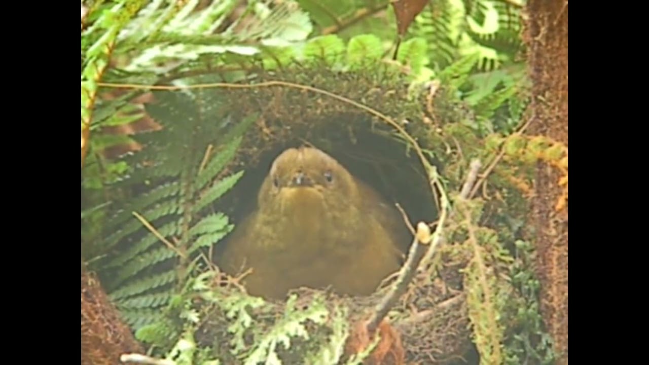 Crested Satinbird