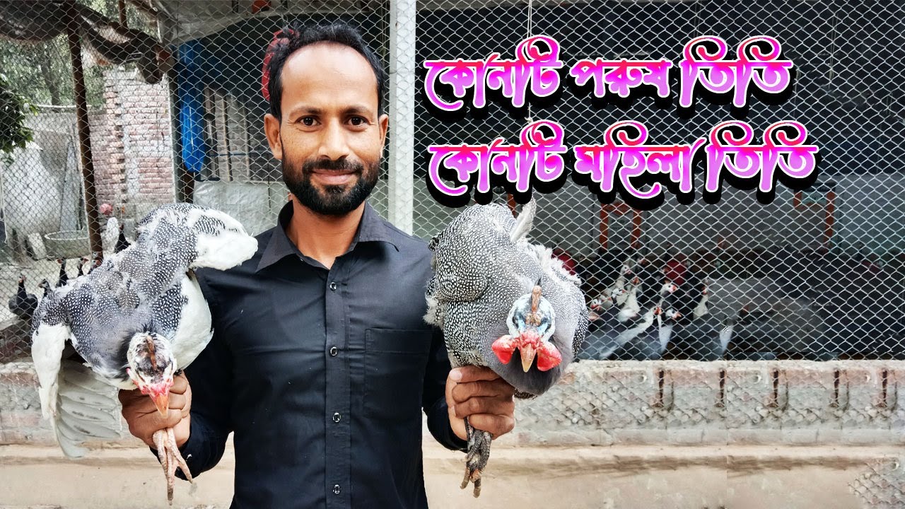 তিতির মুরগি পুরুষ এবং মহিলা চেনার উপায়  || Titir Identify Male and female || Titer Murgi farming