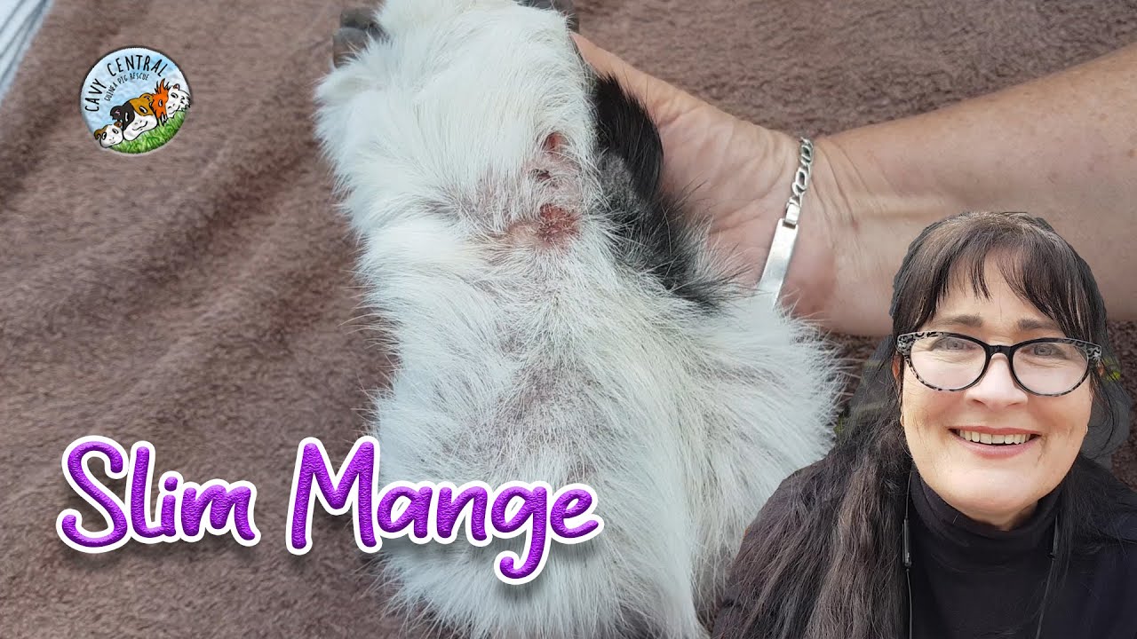 Guinea pig severe mange mite infestation with Slim - how to treat mange