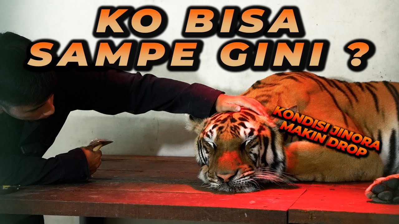 ALSHAD SAMPE NEKAT MASUK KANDANG ! KONDISI JINORA SEMAKIN PARAH