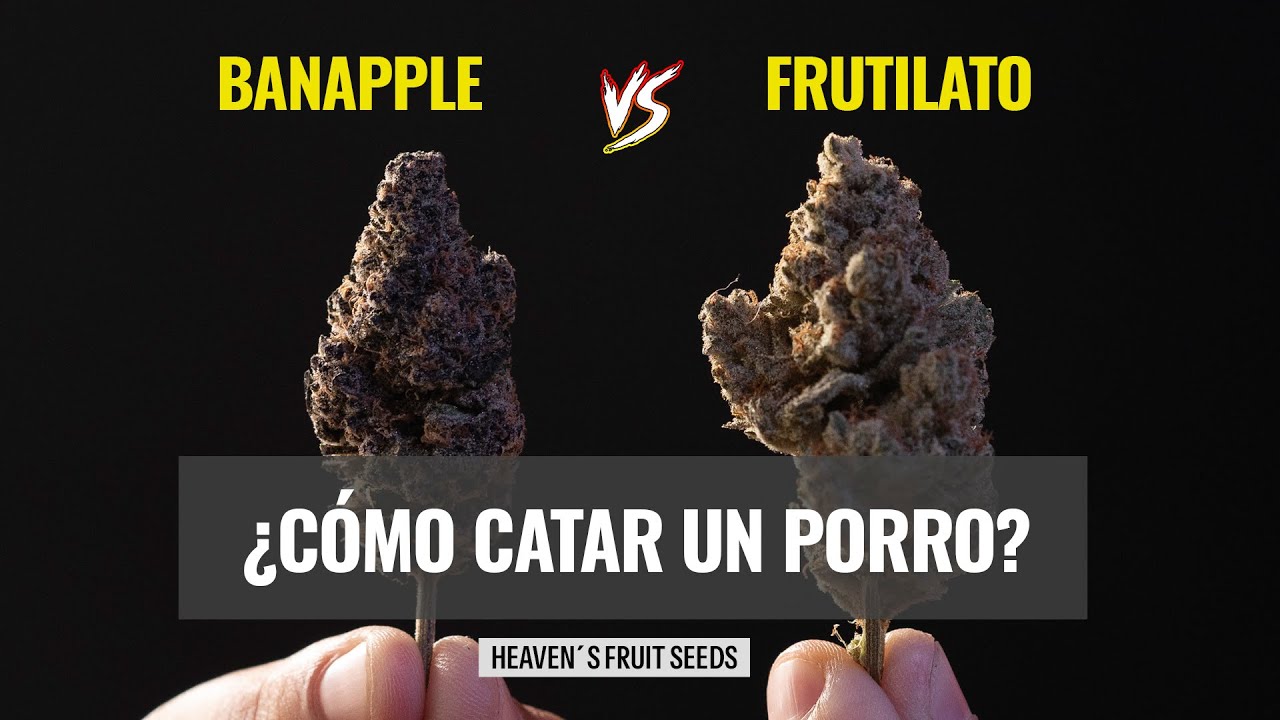 &iexcl;BATALLA &Eacute;PICA!  &iquest;COMO CATAR UN PORRO?