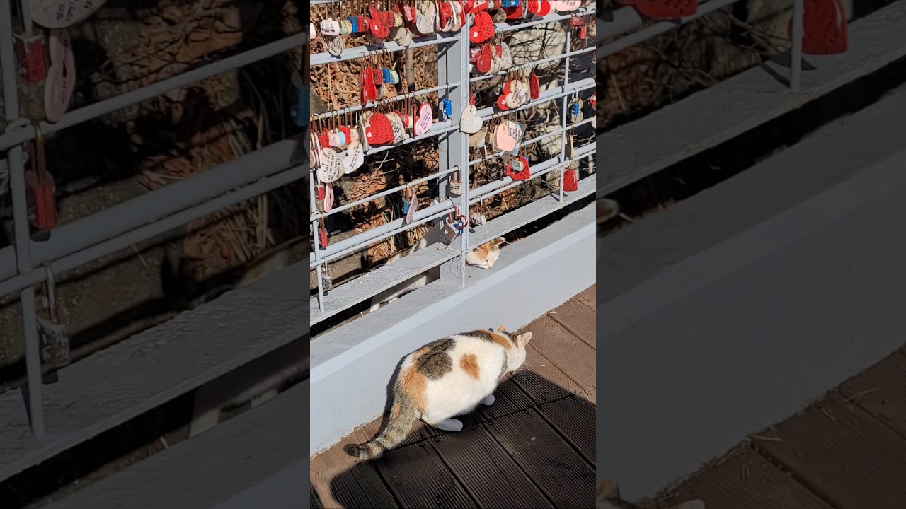 a lot of stray cats in a  tourist area 