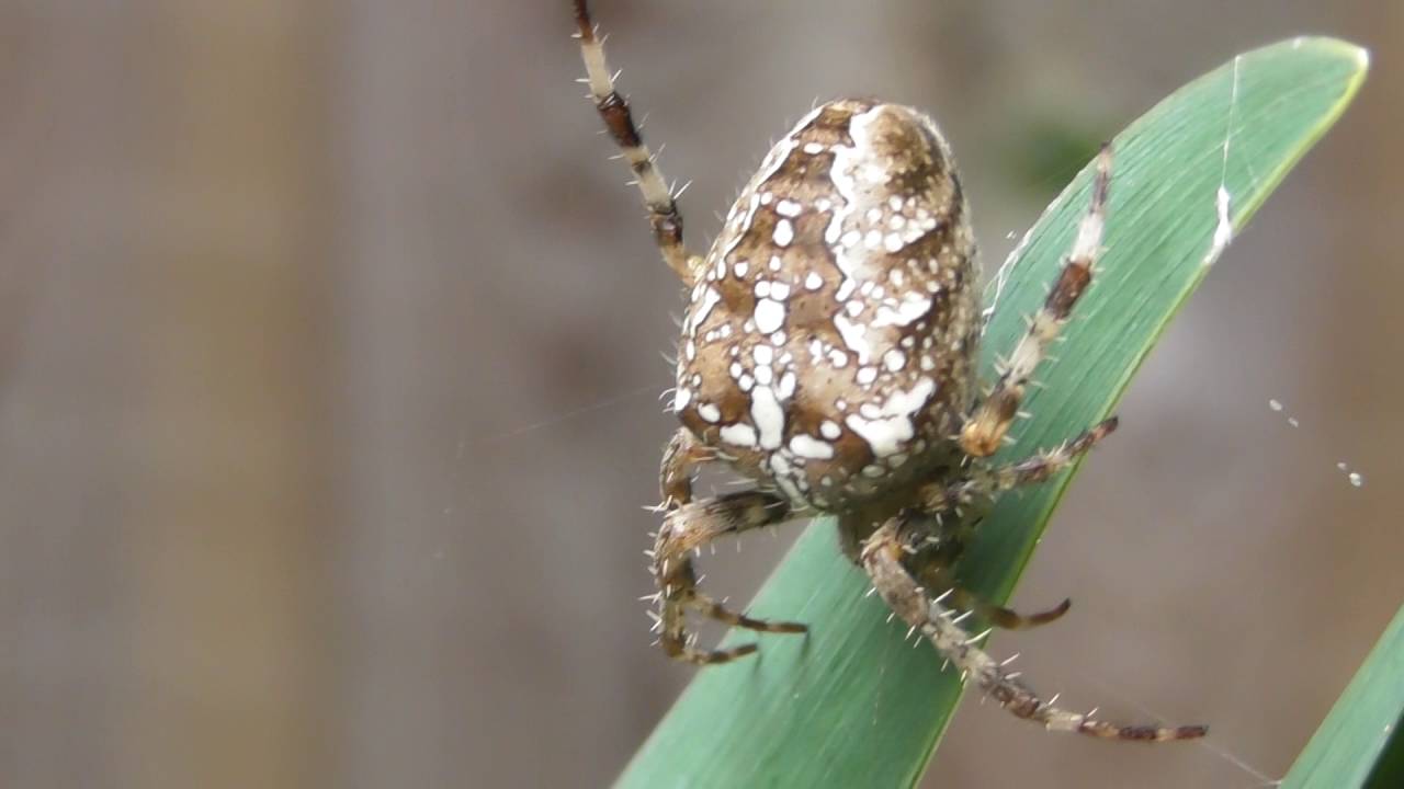 good large English garden Spider in web & Frog 18sep16 Cambs uk