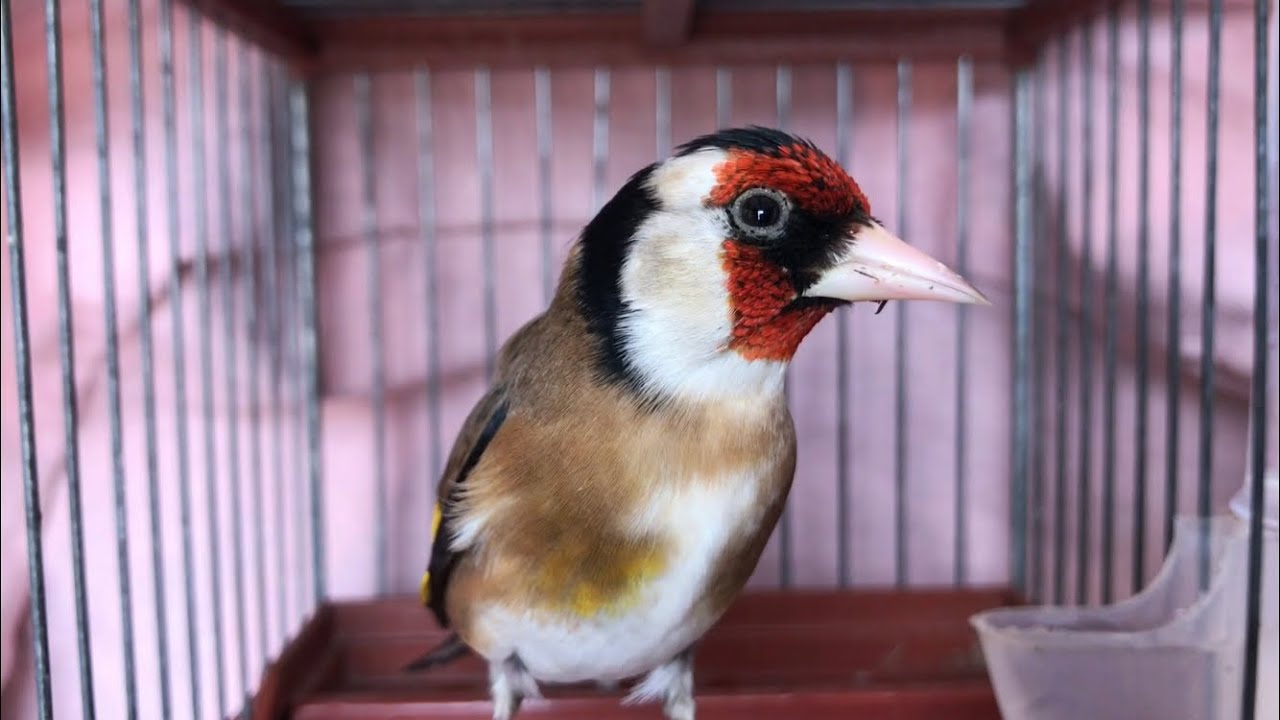 Jilguero Cantando Limpio Copia Malaga/ puntos (Colios+Quejas y adornos) Chardonneret  (Carduelis)