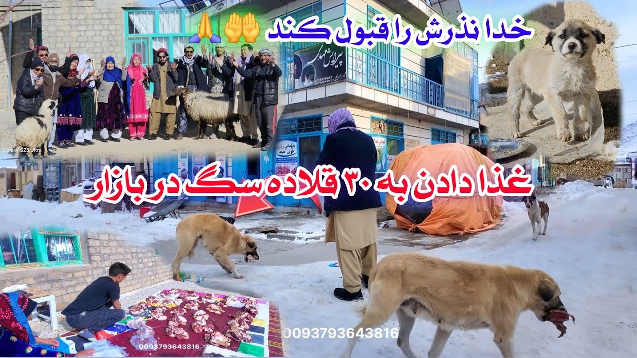   غذا دادن برای 30 قلاده سگ بی پناه در بازار و گوشت تازه گوسفندی برای 30 فامیل نیازمند🙏🤲