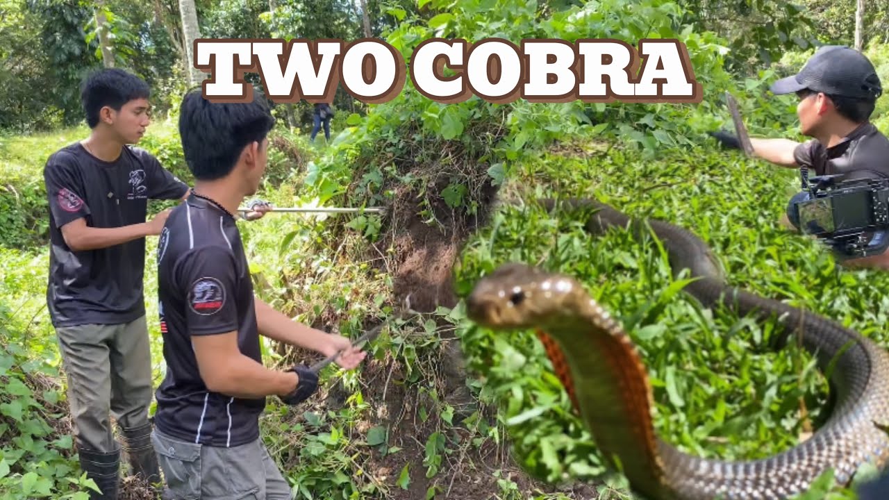 NASAKSIHAN NG GMA ANG NAKA REVERSE NA COBRA #cobraprince