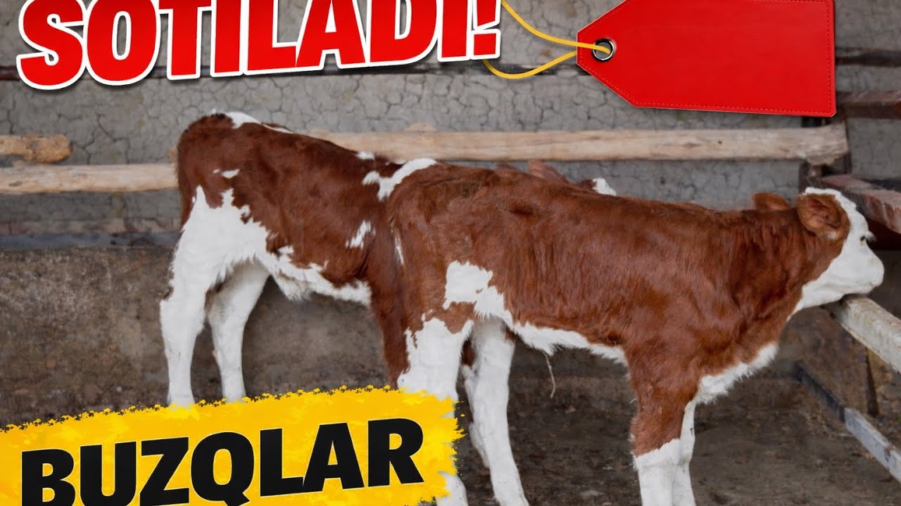 +998951587788 Simmental Buzoqchalar Sotiladi